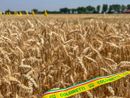 Grano, Coldiretti Cuneo: "Stop importazioni selvagge e speculazioni" Grano, Coldiretti Cuneo: "Stop importazioni selvagge e speculazioni"