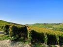 Coordinamento Terre del Moscato, Varrone (Cia Cuneo): "Bene la ripresa delle attività, la crisi va affrontata partendo da chi produce l'uva" Coordinamento Terre del Moscato, Varrone (Cia Cuneo): "Bene la ripresa delle attività, la crisi va affrontata partendo da chi produce l'uva"