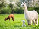 Passeggiata a Canosio con gli alpaca, natura e spettacoli nell'ultima domenica di marzo Passeggiata a Canosio con gli alpaca, natura e spettacoli nell'ultima domenica di marzo