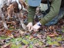Tartufo a rischio: le Associazioni Trifulau Piemontesi contro il ddl S 1412
