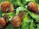 A Cherasco tornano le lumache