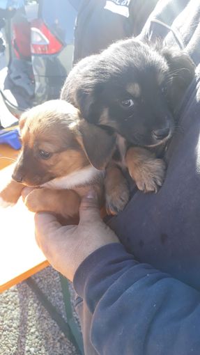 Dogliani: dopo aver salvato alcuni cani, il comune si appella ai cittadini per trovar loro una casa