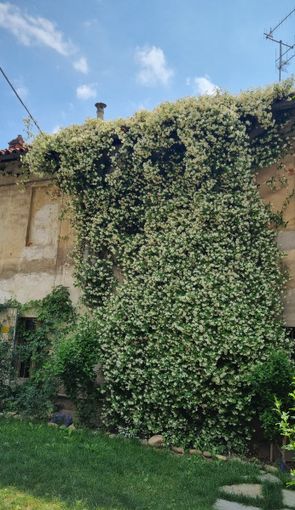 Una pianta rampicante di gelsomino Una pianta rampicante di gelsomino