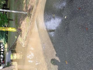 Albero caduto a Madonna dell'Olmo