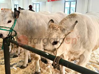 Il paese torna a essere capitale della zootecnia piemontese e custode di un’eredità che non smette di affascinare