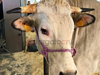 Il paese torna a essere capitale della zootecnia piemontese e custode di un’eredità che non smette di affascinare