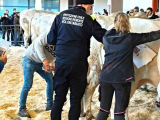 Il paese torna a essere capitale della zootecnia piemontese e custode di un’eredità che non smette di affascinare