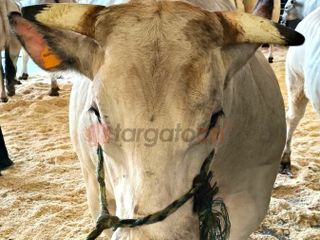 Il paese torna a essere capitale della zootecnia piemontese e custode di un’eredità che non smette di affascinare