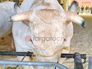 Il paese torna a essere capitale della zootecnia piemontese e custode di un’eredità che non smette di affascinare