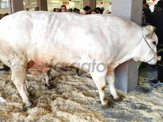 Il paese torna a essere capitale della zootecnia piemontese e custode di un’eredità che non smette di affascinare