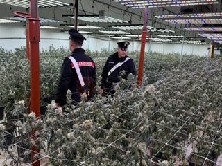 Una delle piantagioni sequestrate