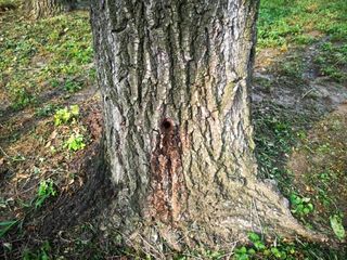 Uno dei fusti danneggiati