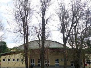 L'alberata che il Comune è stato costretto ad abbattere