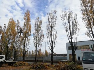 Interventi sul verde in via Rolfo.