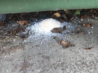 I granuli di veleno trovati vicino ai cassonetti