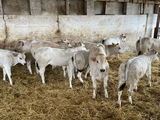 Alcuni dei 150 capi di bestiame presenti in allevamento.