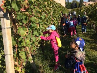 Gli alunni delle classi seconde della Scuola Primaria "G. Rodari" di Alba impegnati nella vendemmia presso la Scuola Enologica