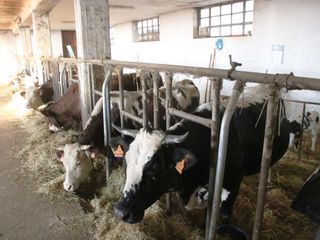 Le mucche in alpeggio sulle montagne dell'Alta Valle Susa