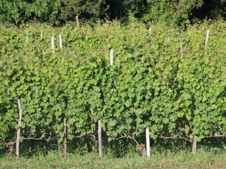 Panorama sulle colline da "CasaMatilda"