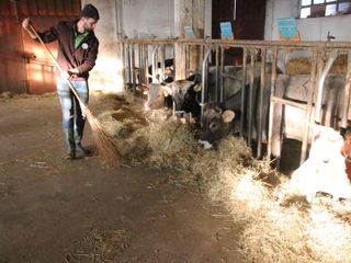 Francesco accarezza la mucca di Razza Pustertaler