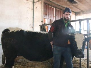 Con la muzza di Razza Pustertaler