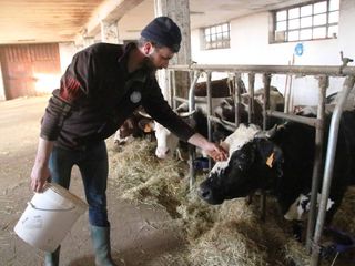 Le mucche si cibano del fieno