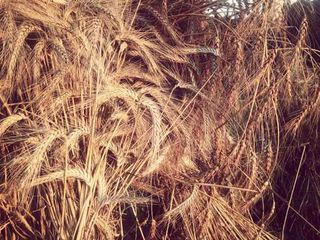 Luca al lavoro nel laboratorio