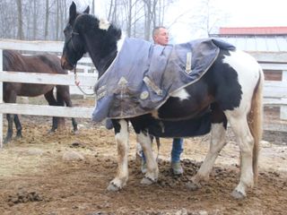 Nel recinto con Paradise