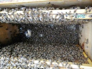 Altre api morte al fondo dell'arnia Altre api morte al fondo dell'arnia