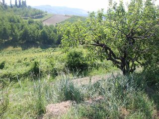 La vigna di Dolcetto Dogliani Docg