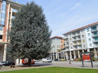 Immagine dei cedri di piazza Europa Immagine dei cedri di piazza Europa