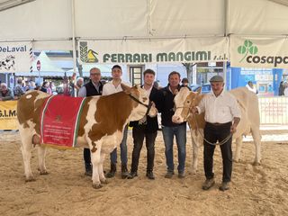 Campionessa pezzata rossa Campionessa pezzata rossa