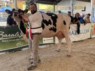 Campionessa vacche adulte Campionessa vacche adulte