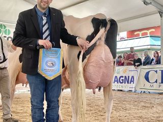 Miglior mammella vacche adulte Miglior mammella vacche adulte