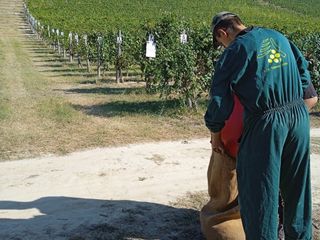 Gli studenti della scuola durante le attività di raccolta delle nocciole Gli studenti della scuola durante le attività di raccolta delle nocciole