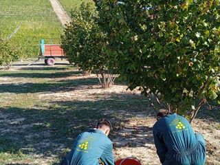 Gli studenti della scuola durante le attività di raccolta delle nocciole Gli studenti della scuola durante le attività di raccolta delle nocciole