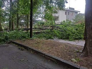 Albero caduto in Viale Angeli a Cuneo (Diego Pollutro da Facebook)