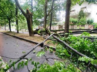 Albero caduto in Viale Angeli a Cuneo (Diego Pollutro da Facebook)
