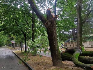 Albero caduto in Viale Angeli a Cuneo (Diego Pollutro da Facebook)