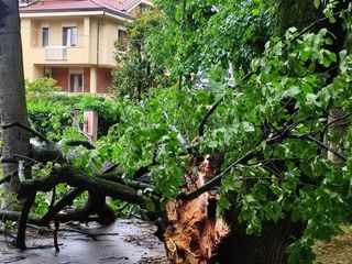 Albero caduto in Viale Angeli a Cuneo (Diego Pollutro da Facebook)