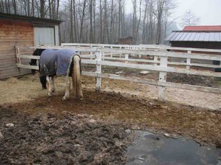 I recinti indipendenti dei cavalli