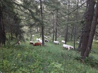 Altre mucche nella stalla