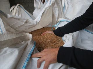 Il grano che verrà macinato e diventerà farina panificabile