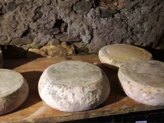 Alcune mucche nella stalla di Costigliole Saluzzo