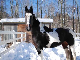 Un cavallo nel recinto con la neve