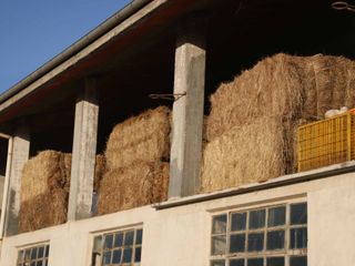 Le abili mani di Francesco mungono il latte