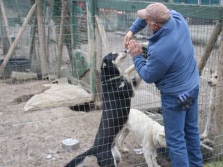 Attilio gioca con i cani