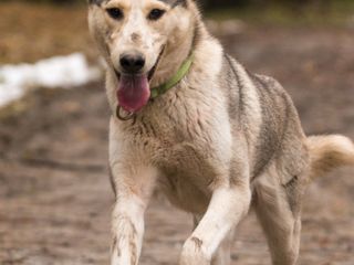 La corsa di un Siberian Husky