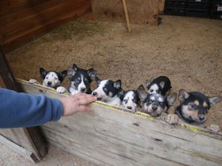 I cuccioli di Alaskan Husky