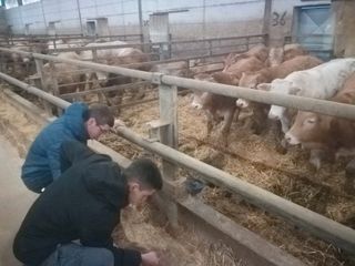 Un paio di studenti accanto ai box dei bovini Un paio di studenti accanto ai box dei bovini